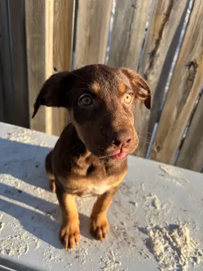 Photos were updated as of December 29th. There are 4 absolutely adorable puppies. They were born on...