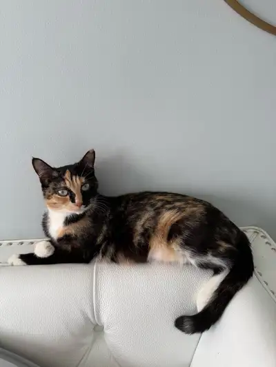 Adorable 13-Month-Old Female Cat Looking for a New Home , View more