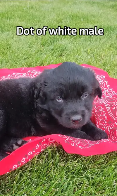 Puppies, View more