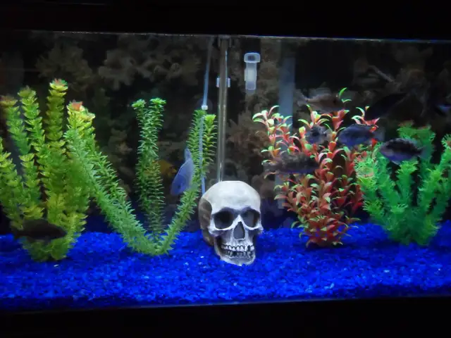 Cleaning aquariums (maintenance) Entretien des aquariums in Other in Laval / North Shore - Image 7