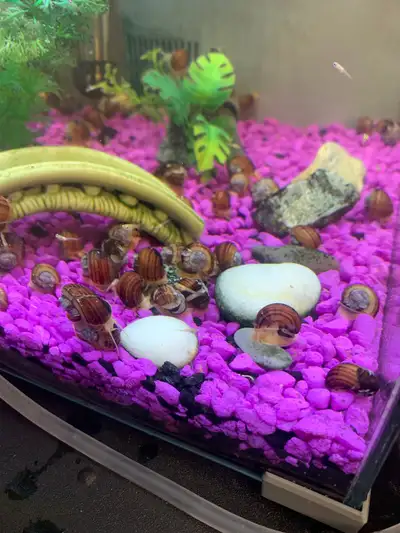 mystery snails, View more