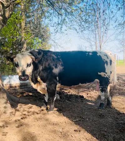 *Available around October when he is brought off pasture!* “Rex” is a stunning 5 year old bull! He i...