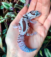 gecko fat tail breeder