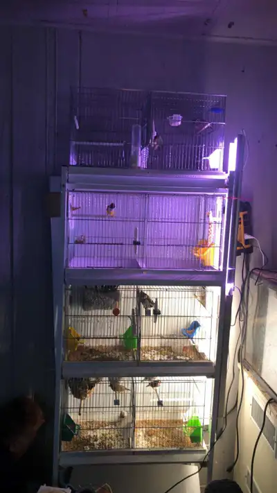 Javaco bird breeding setup c/w birds, View more