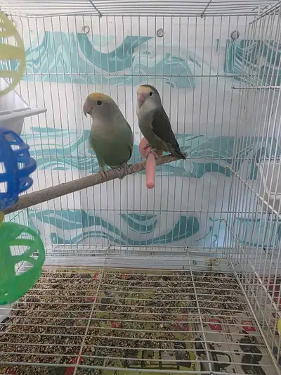 Lovebirds, View more