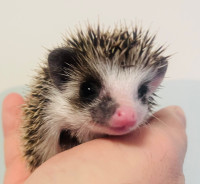 Super adorable baby Pygmy Hedgehog! Amazing pet!