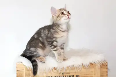 Adorable petit chaton femelle • croisée Bengal, View more