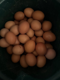 Farm eggs, from free range hens