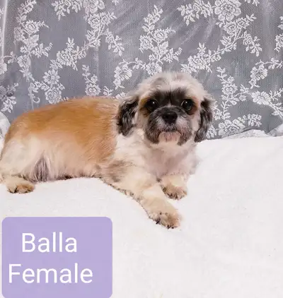 Text or call 204 963 5778! Balla, shih tzu female, born on July 5th, 2019. Vet checked, healthy and...