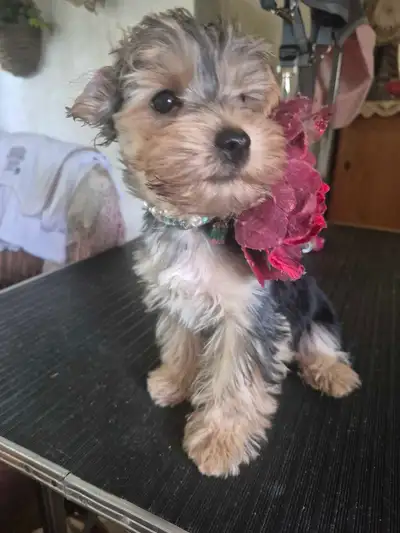 Nouvelle annonce chiots yorkshire  urgent urgent doit partir, View more
