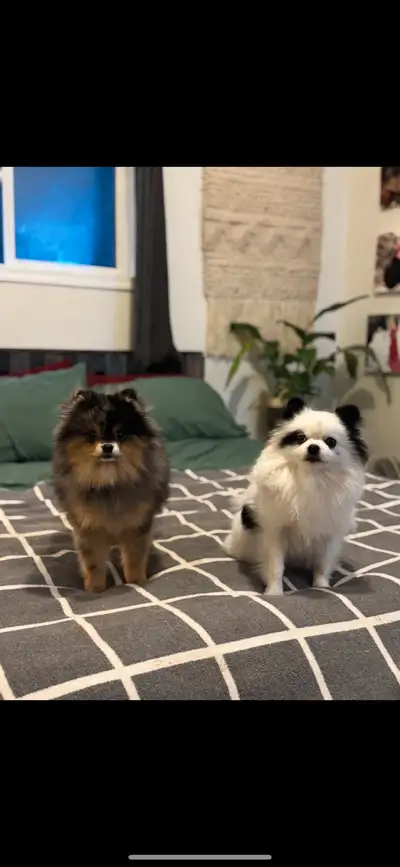 Pomeranian puppies Momma is the white and black “She is DNA and health tested. Father is Merle , ask...