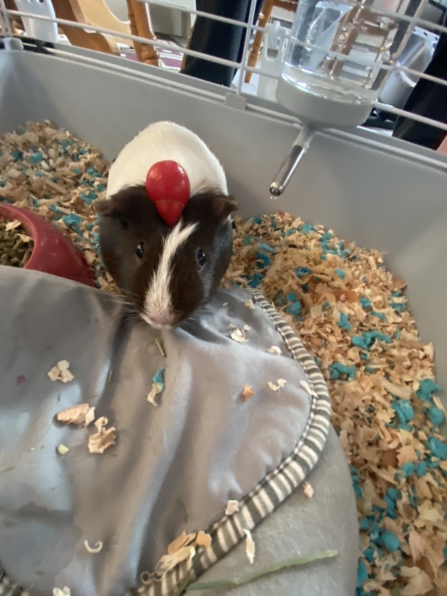 Guinea Pig Female approx 5 months old with cage, food, etc Small Animals for Rehoming