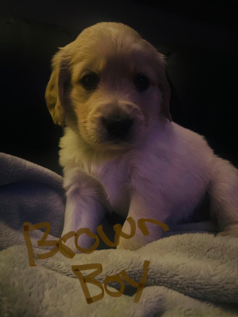 Golden Retriever x Puppies Dogs & Puppies for Rehoming Guelph Kijiji