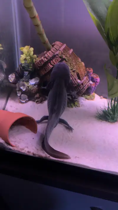 1.5 year old male axolotl for sale! He’s a big boy loves to be touched and held up in the water. Use...