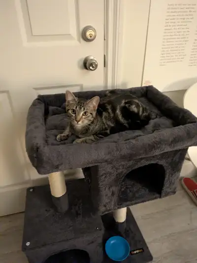 6 month old male cat Free, View more