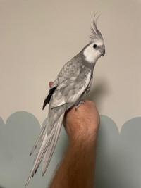 Top Quality breeding male cockatiels! Rare Dominant Silver!