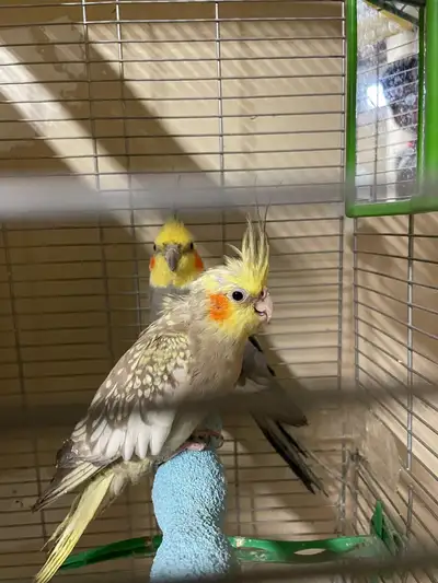 beautiful pair of cocktails, View more