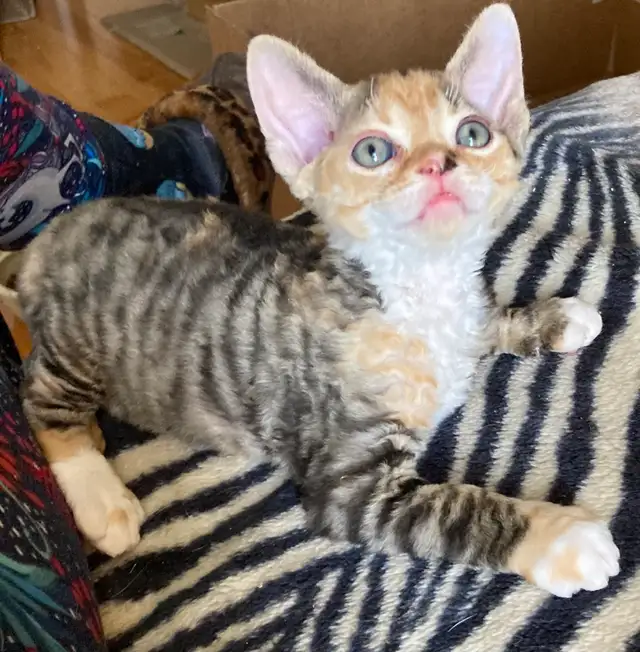 Devon Rex kittens in Cats & Kittens for Rehoming in Barrie - Image 7