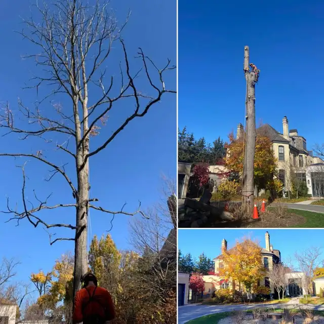 TORONTO TREE GUYS - TREE REMOVAL - PRUNING - LICENSED & INSURED 