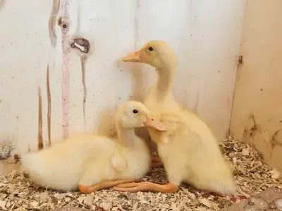 2  week old peking duck, View more