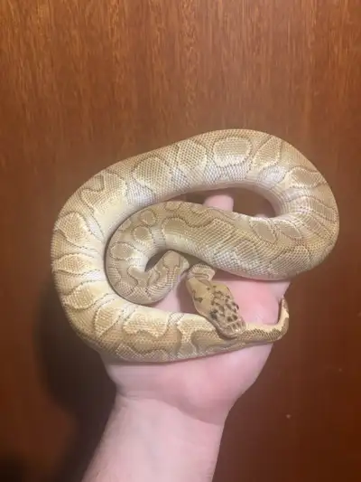 This male is crushing frozen rats and growing quick will make a awesome pet or great breeder in the...