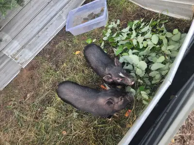 mini pigs , View more