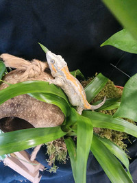 Female orange stripe gargoyle gecko