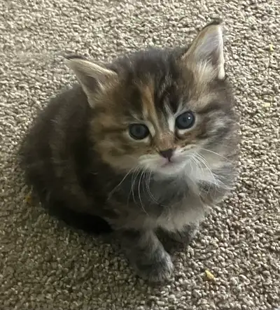 kittenページ orange kitten in Cats & Kittens for Rehoming in Edmonton | Kijiji