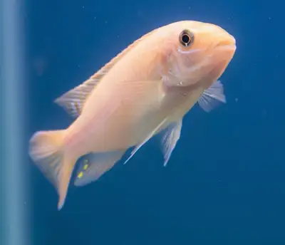This is a Labeotropheus Trewavasae African Cichlid, a vibrant addition to any freshwater aquarium, k...