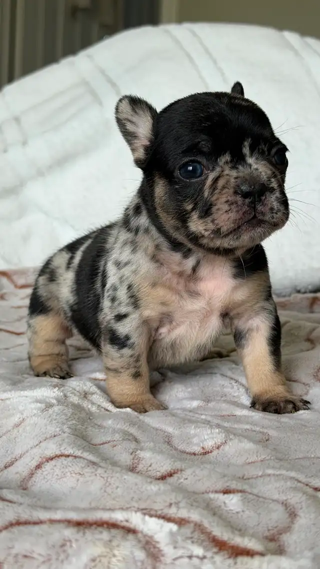 EXOTIC FRENCH BULLDOGS PUPPIES FOR SALE in Dogs & Puppies for Rehoming in Mississauga / Peel Region - Image 5