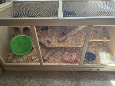 2 Cages with hamster and tons of accessories , View more