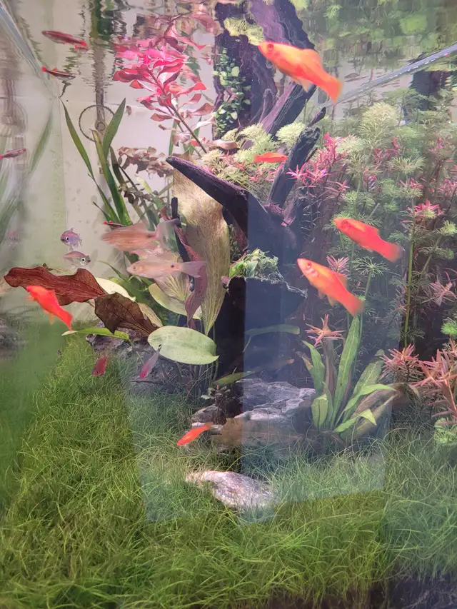 Complete Planted Aquarium Setup in Accessories in Norfolk County - Image 4