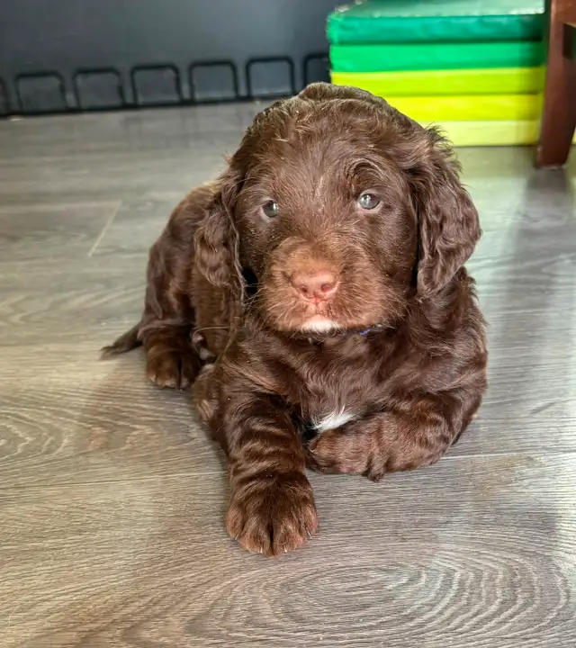 Spangold Retriever -Golden Retriever X English Springer Spaniel in Dogs & Puppies for Rehoming in Vernon - Image 12