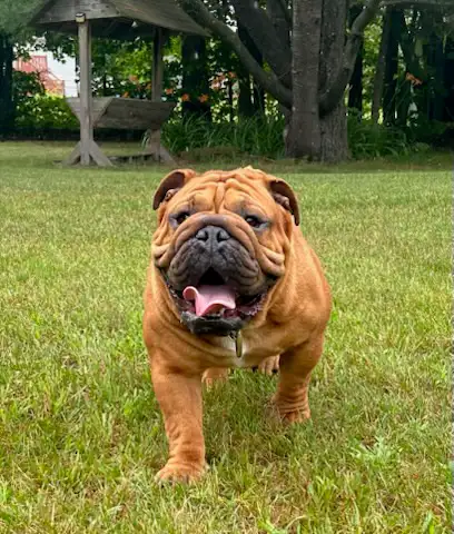 ⭐️ENGLISH BULLDOG⭐️ in Dogs & Puppies for Rehoming in Kingston - Image 8