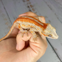 Juvenile gargoyle gecko