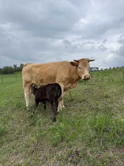 Charolais Angus Heifer pair, View more