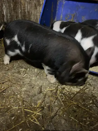 kune kune piglets, View more