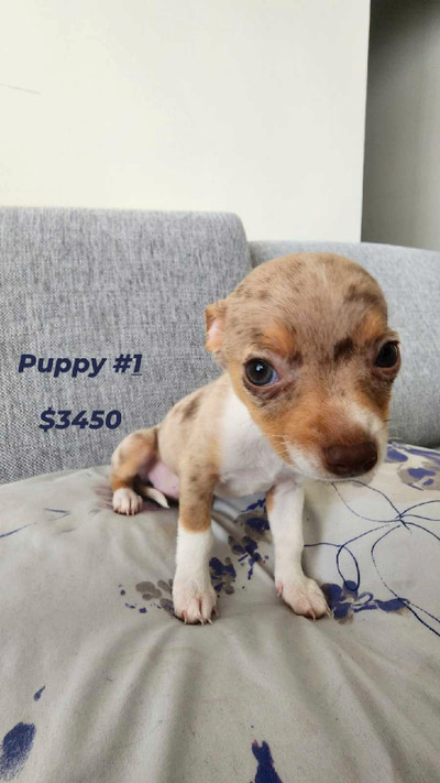 Adorable Merle Chihuahua Puppies ! 3 available 