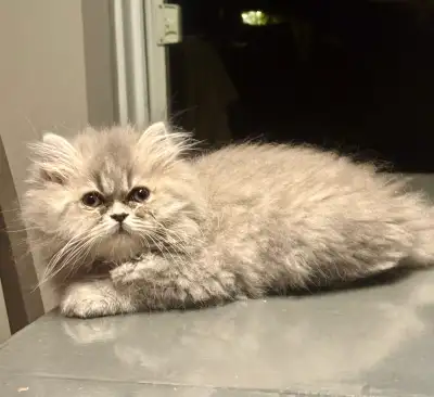 adorable chaton persan a vendre, View more