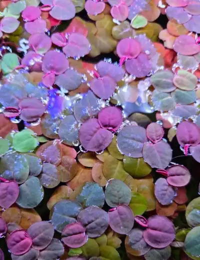 Red root floaters , View more