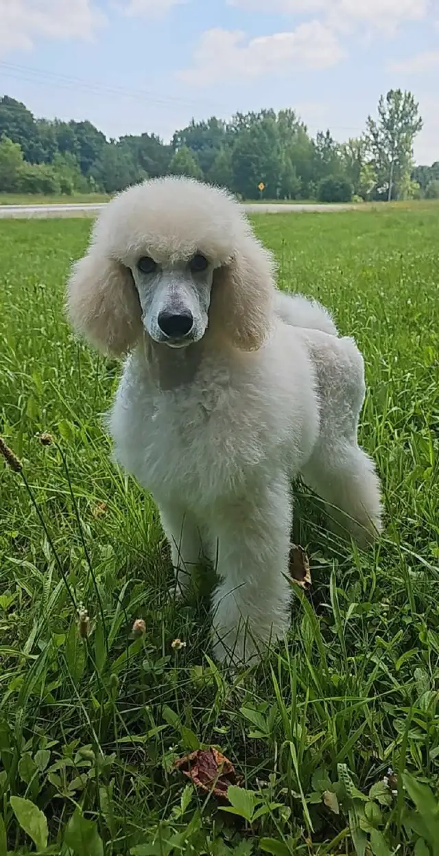 2 Gorgeous Standard Poodles in Dogs & Puppies for Rehoming in Mississauga / Peel Region - Image 3