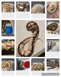 Ball python collection!