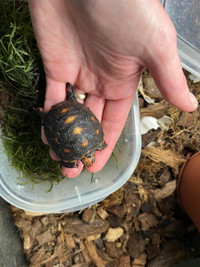 Red Foot Tortoise Babies Available 