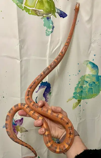 scaleless corn snakes sale/trade, View more