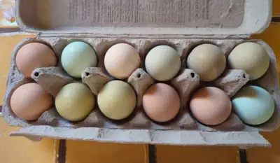 Oeufs mix fécondés Coqs: - Chanteclerc mix Cochin standart - Coq soie /////. Poules: - Cream Legbar...