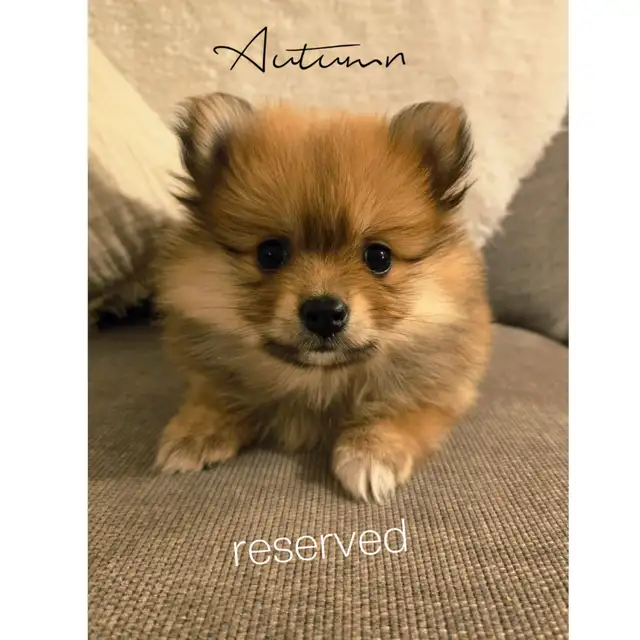 Pure Pomeranian | Dogs & Puppies for Rehoming | Calgary | Free local ...