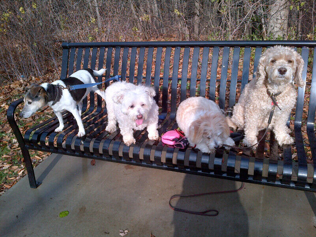 Dog walker - Collingwood in Animal & Pet Services in Barrie - Image 3