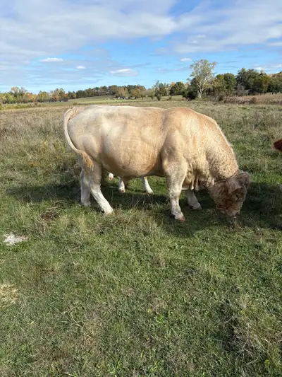 Purebred Charolais Bill, View more