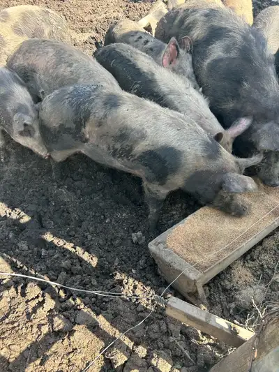 pigs for sale, View more