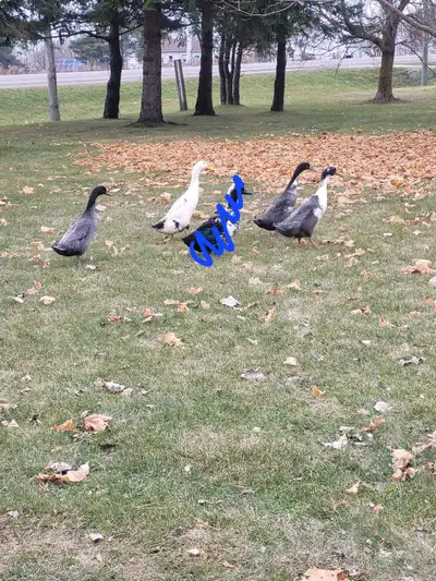 4 Male Indian Runner Ducks, View more